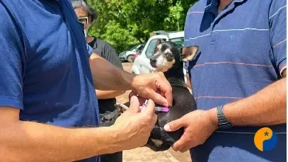 Vacinação antirrábica já imunizou mais de 15 mil cães e gatos em Patos de Minas