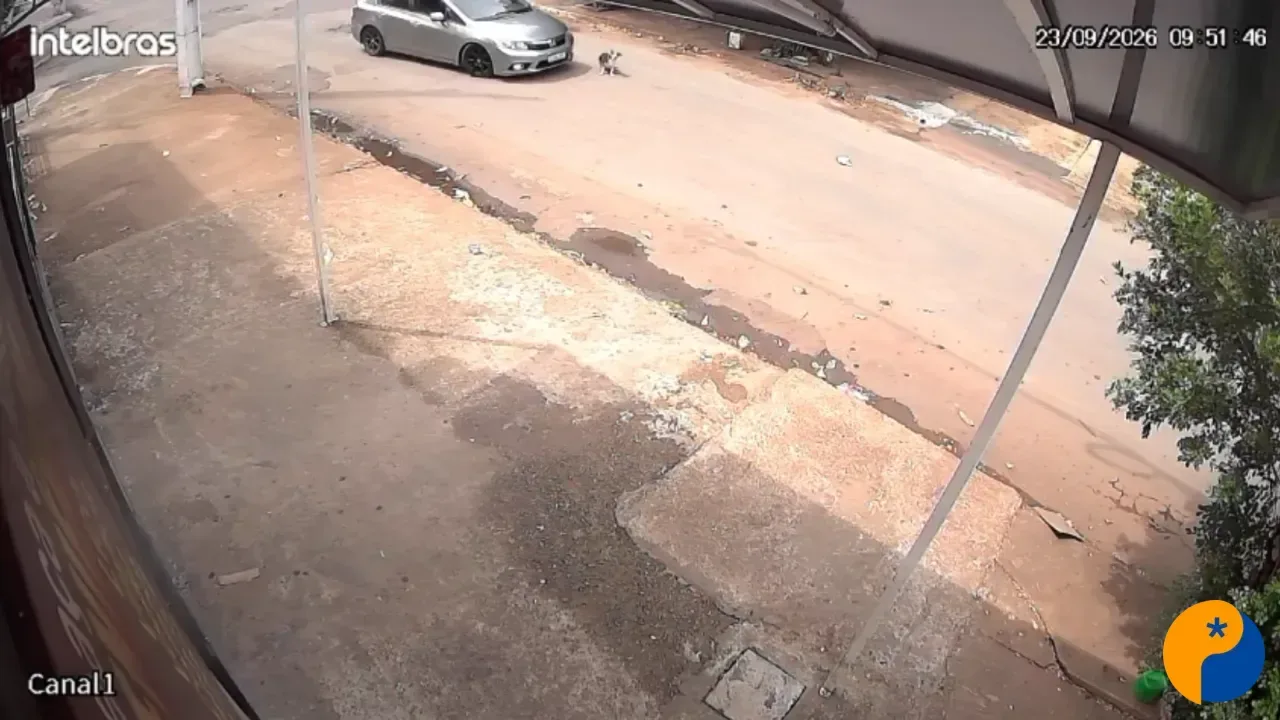 Vídeo registra carro atingindo cão e denúncia aponta possíveis maus-tratos no Bairro Gramado