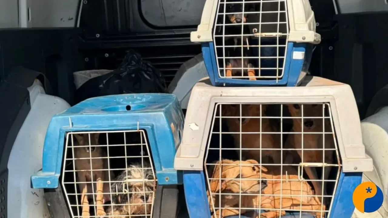 Polícia Civil recolhe 12 cães durante investigação de maus-tratos em Uberlândia