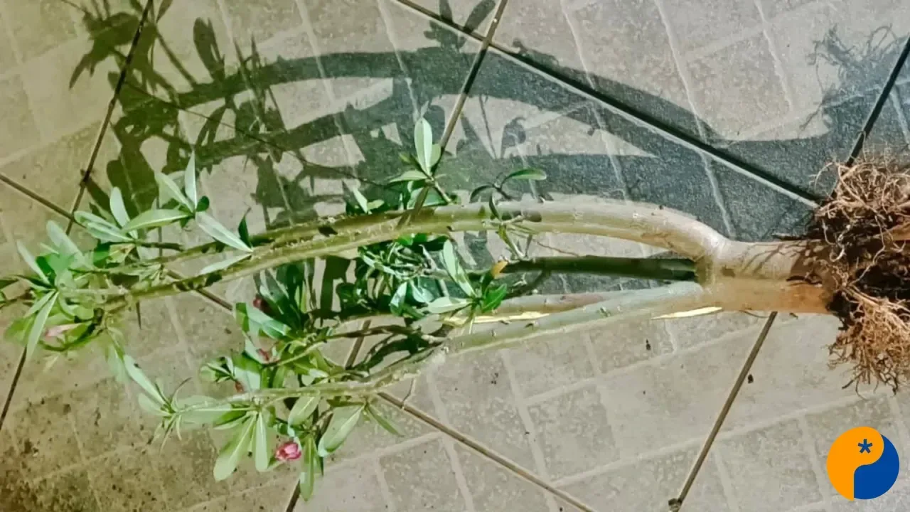 Homem furta planta de residência e acaba preso após tentar trocá-la por drogas em Patos de Minas