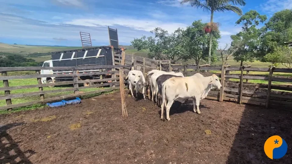 Polícia recupera novilhas furtadas de fazenda em Araxá; animais são avaliados em R$ 40 mil 