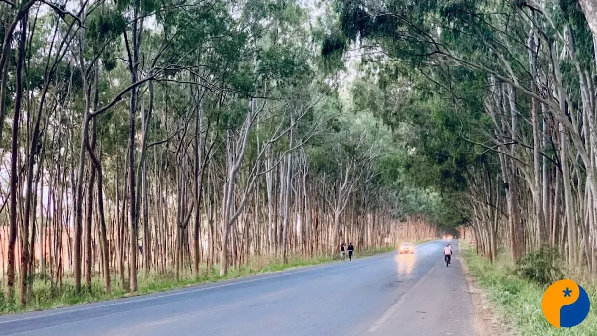 DER-MG prevê corte de 719 eucaliptos após árvore cair sobre carro na entrada de Carmo do Paranaíba