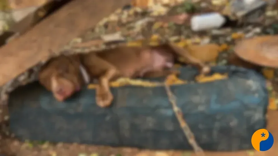 Polícia Civil resgata cachorra em estado grave de maus-tratos em Rio Paranaíba