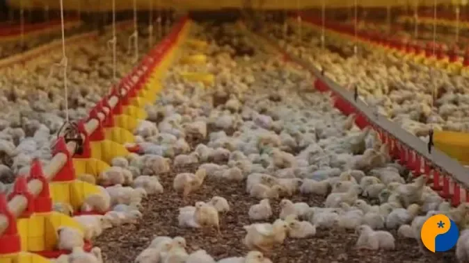 Novos casos de doença de Newcastle em Santa Catarina ainda não afetam mercado brasileiro de frango