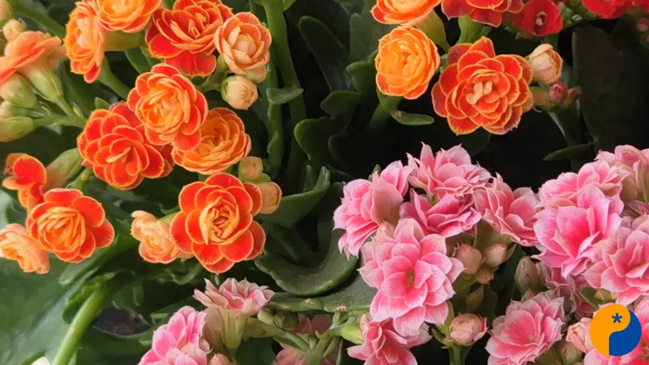 Dia de Finados: floriculturas de Patos de Minas se preparam para aumento da procura por flores